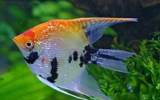 燕鱼甩籽的原因,是指母鱼在进行排卵的行为