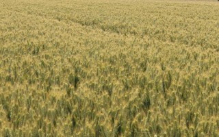 小山8645小麦种子特征特性，坝上4月中下旬播种