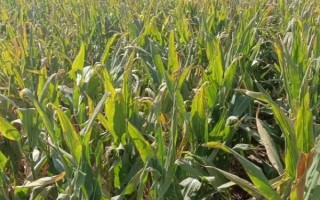 玉米示范基地强化措施,应在出苗后及时查看是否缺苗