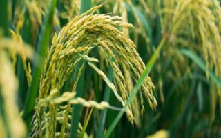 合莉美占水稻品种简介，特别注意防治白叶枯病