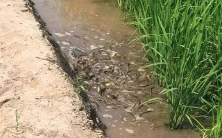 泥鳅的价格，一般在15-20元左右一斤