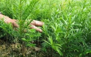 红豆杉种子怎么处理,经过低温层积处理后能加快发芽速度