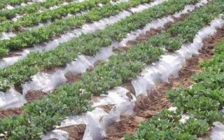 地膜花生高产栽培技术，不宜重茬