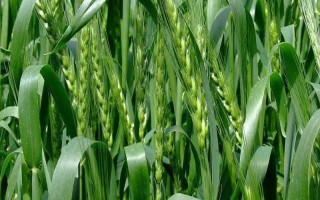 周麦22号小麦品种简介，适宜播期10月上中旬