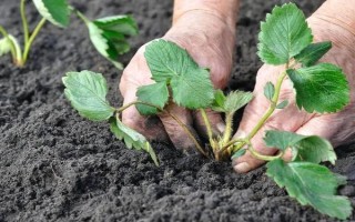 草莓哪个季节成熟，一般为夏季6-7月份