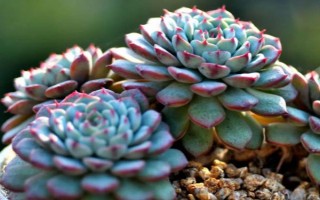 多肉的生长速度，大部分品种都能快速生长