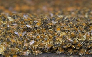 白天能不能合并蜂群，可以但不建议白天合并