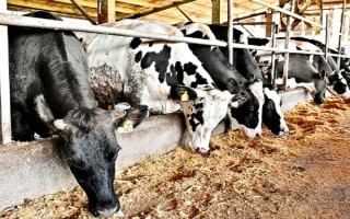 什么是牛犊开食料，又名犊牛代乳料