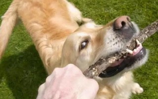 狗咬东西时会甩头的原因，主要是受到狩猎天性的影响