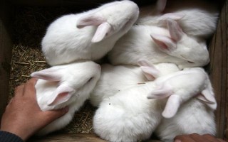 仔兔断奶成活率如何提高，首先要做好保温措施