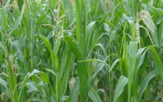 晋甜糯1号玉米品种的特性,适宜播期4月下旬至6月中旬
