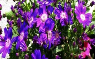 瓜叶菊种子怎么收，待种子成熟之后直接用手摘取即可