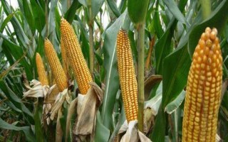 吉单436玉米品种的特性，中抗茎腐病