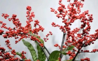 盆景冬青树的护理方法，盆栽宜选用紫砂陶盆