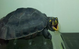 黄头侧颈龟能不能养，野生的不能人工饲养