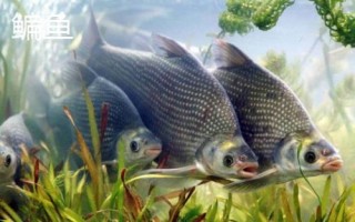 酒米打窝要提前多长时间，春秋季节可提前半小时