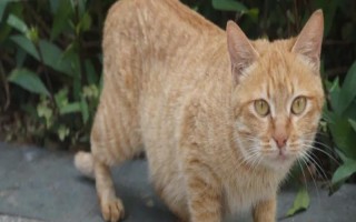 冬天宠物如何保暖，可以给其穿衣或暖窝