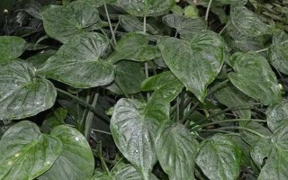 尖尾芋的养护方法，生长温度在20-30度之间为佳