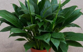 绿巨人和白掌的区别是什么，株高、枝叶和花朵均不同