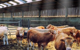 牛可以承受最低多少度，可以承受-15℃的低温