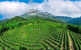 中国有哪十大茶叶品牌，西湖龙井、洞庭碧螺春等品牌榜上有名