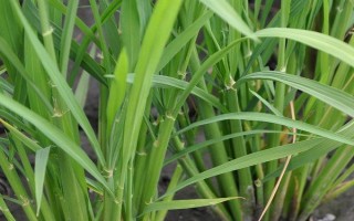 水稻生长周期为多少天，因品种而异