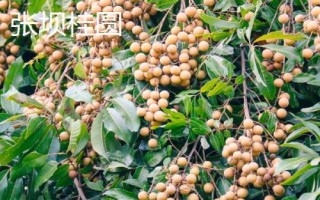 哪里产出的桂圆又甜又好吃，楼坝桂圆清甜可口深受消费者欢迎