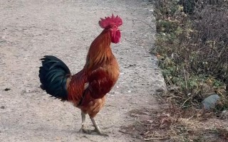 为什么公鸡早上会打鸣，是由于其体内有着极为敏感的生物钟