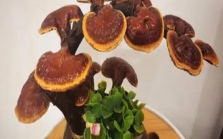 盆栽灵芝怎么浇水,根据生长阶段调整浇水
