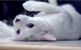 猫咪绝育后为什么会发胖，主要是因为更安于家室而进食过量和缺乏运动