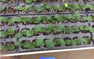 种植角瓜的时间和方法，一般以5月上旬、9月上旬为宜