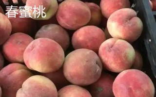 桃树属于哪种植物，是一种典型的被子植物