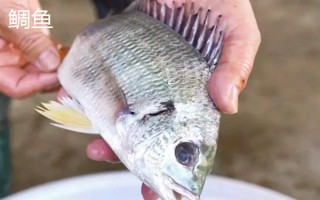 千又鱼钩的优点和缺点，其钩条粗能承受大鱼的冲击