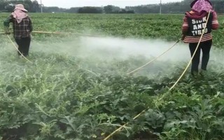 西瓜苗期用哪种叶面肥，可以用0.3%的尿素溶液