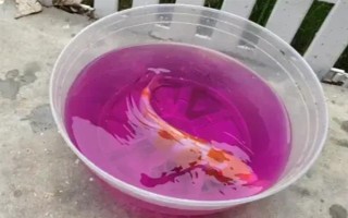 锦鲤侧翻但未死亡怎么处理,环境不适可静养一段时间
