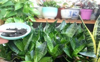 虎耳兰的种植方法，生长期间让土壤保持湿润