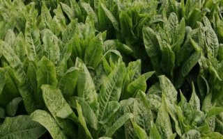 莴笋的种植技术,播种前需先把苗床浇湿浇透再播种