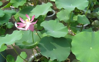 盆栽荷花安全越冬的方式，霜降后将其转移至设施保护地进行越冬