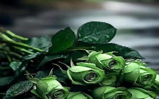 绿玫瑰的花语，寓意爱情憧憬、爱情长存、纯真简朴等