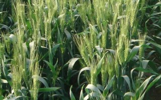 太1305小麦种子特征特性,每亩适宜基本苗20万