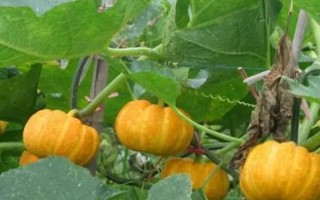 南瓜怎么高产种植，一定要确保植株生长环境空气流通