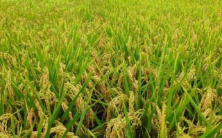 桂香优086水稻种子特点,秧田播种量每亩12.5千克