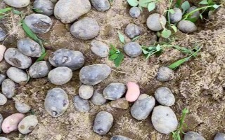紫土豆的种植前景，营养丰富且用途多