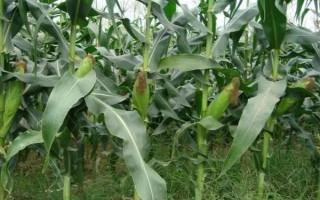 潍玉6号玉米品种的特性，夏播生育期109天