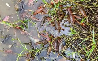钓小龙虾用哪种肉，鸡肝、鸭肠、蚯蚓等饵料都是适宜选择