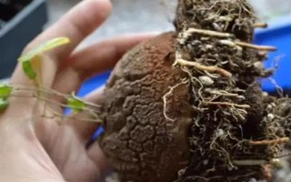 怎么养龟甲龙，盛夏季节将其移到通风透气的阴凉环境中