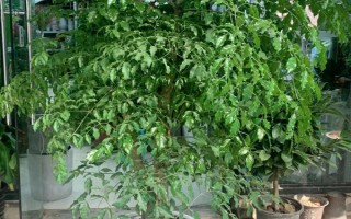 幸福树叶子一碰就掉怎么处理,可能是由于浇水过量导致的