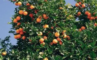 橘子生长在哪里，主要在长江中下游或长江以南地区