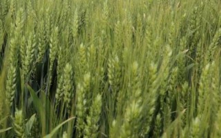 冬黑1206小麦种子介绍，生育期237天