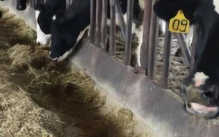 喂牛最佳饲料配方，配制原料主要包括玉米、豆粕和麦麸